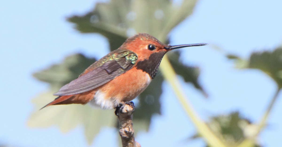 chaparralkolibri - ML314327851