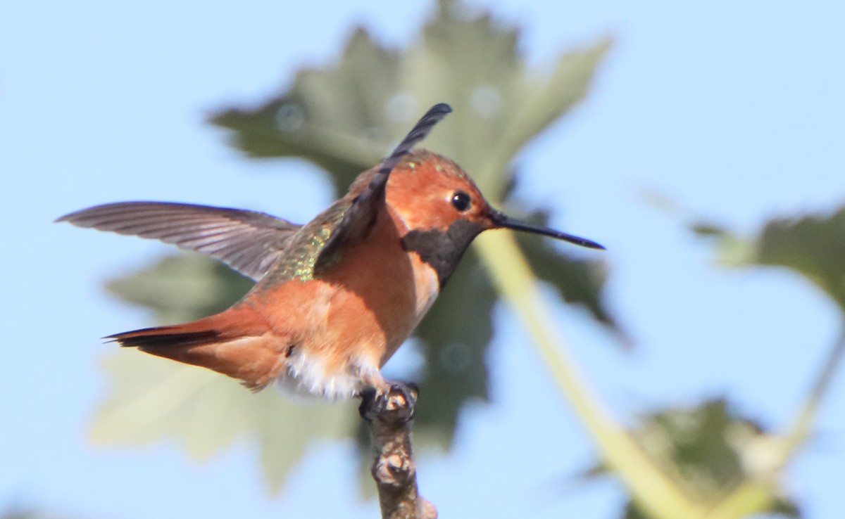 Allen's Hummingbird - ML314327871