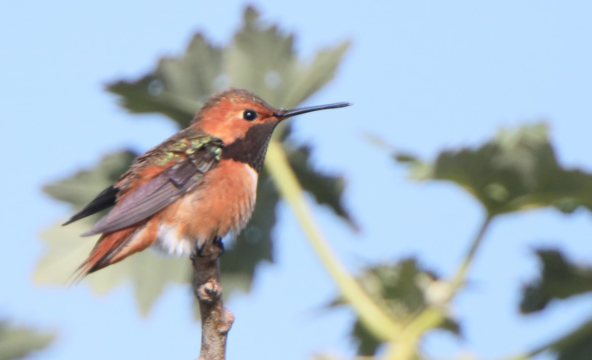 Allen's Hummingbird - ML314327881