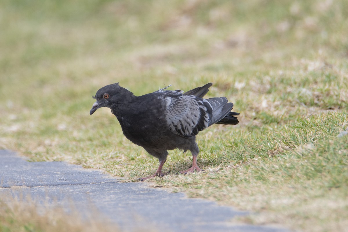 Rock Pigeon (Feral Pigeon) - Jennifer  & Kevin