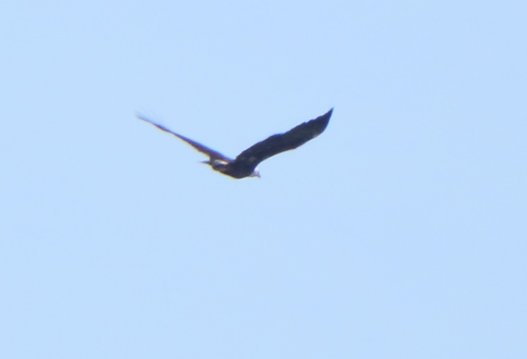 Bald Eagle - ML314328791