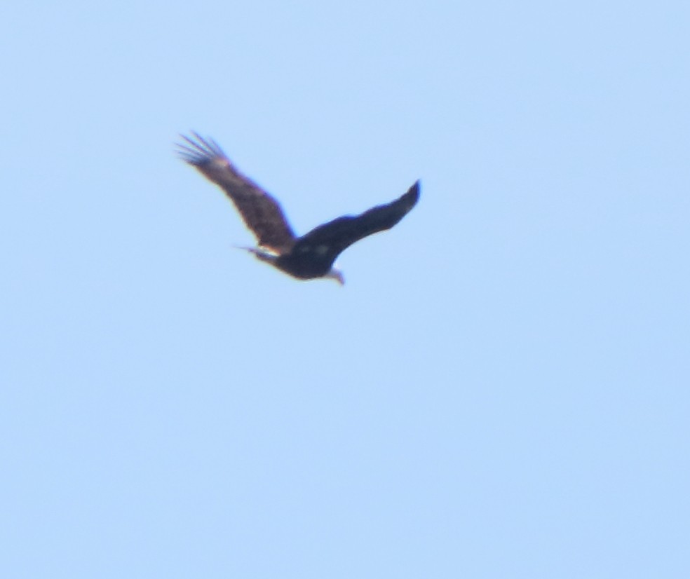 Bald Eagle - ML314328801