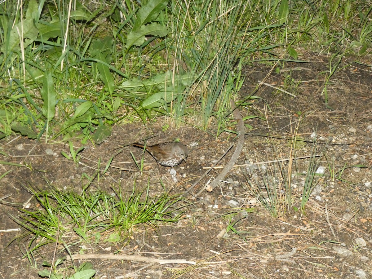 Fox Sparrow - ML314331331