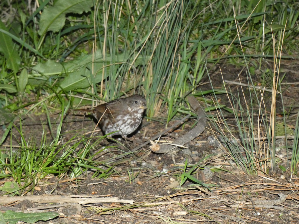 Fox Sparrow - ML314331351