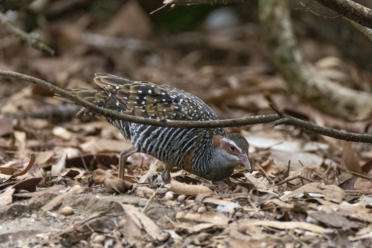 Buff-banded Rail - ML314332151