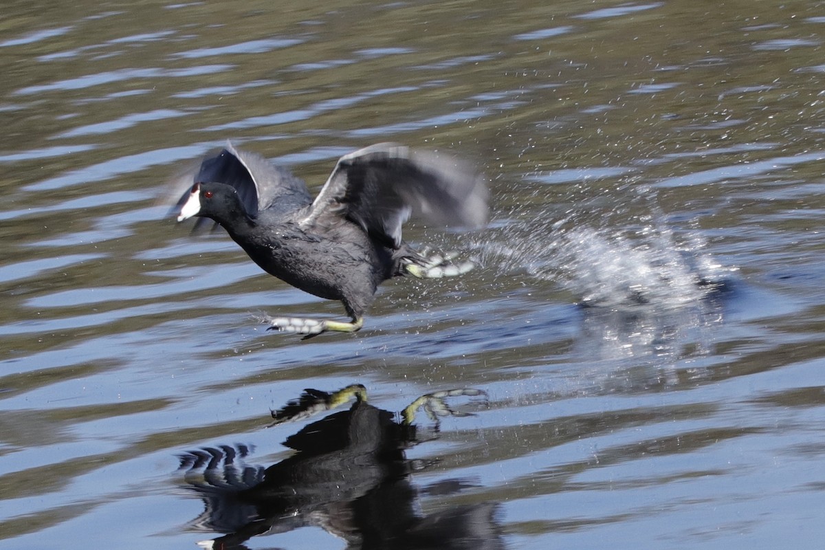 American Coot (Red-shielded) - ML314332321