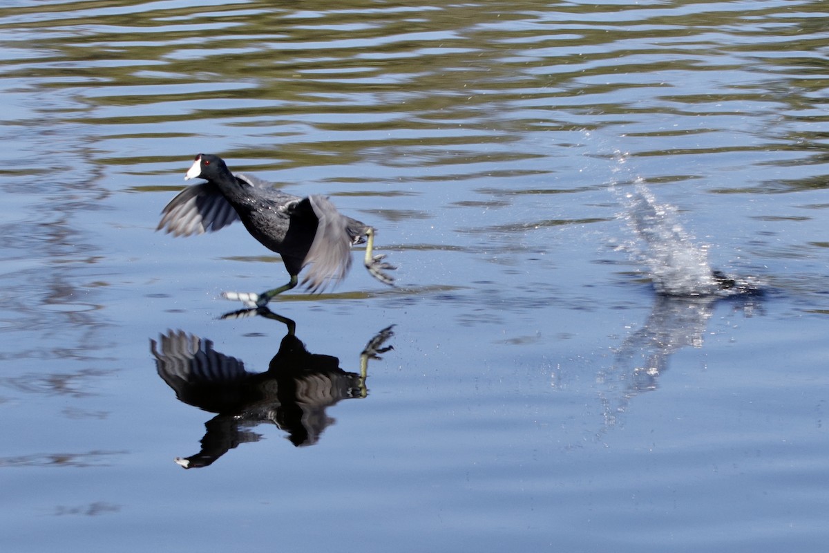 American Coot (Red-shielded) - ML314332361