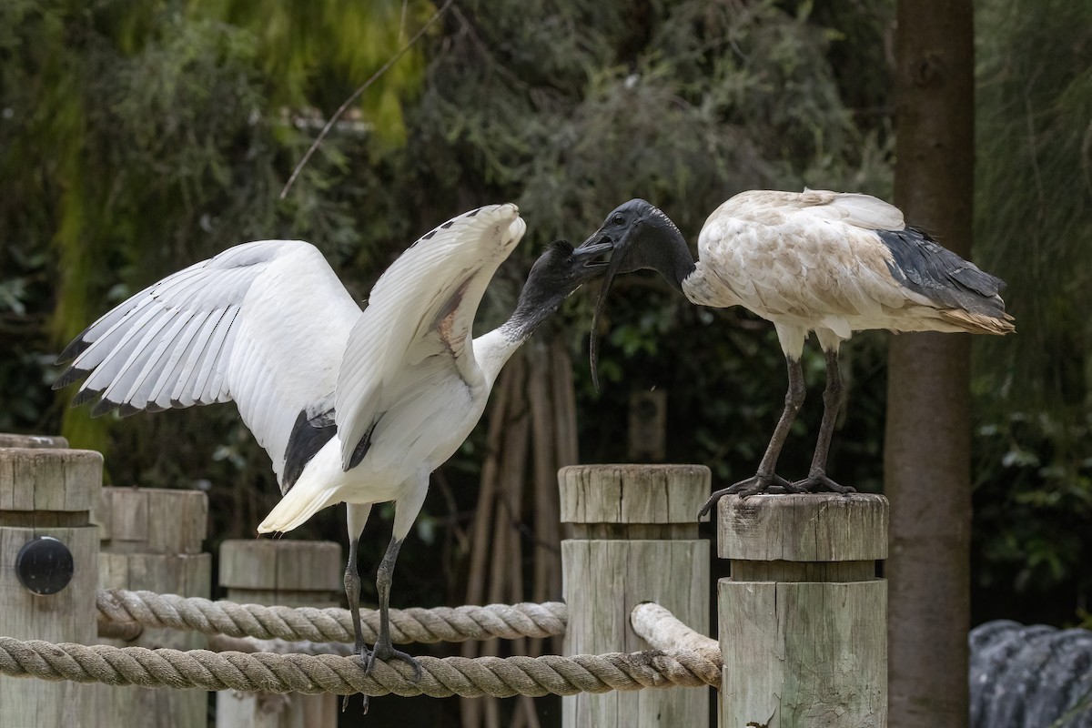 Australian Ibis - ML314332401