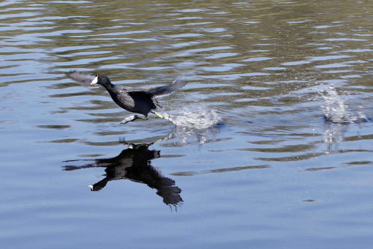 American Coot (Red-shielded) - ML314332421