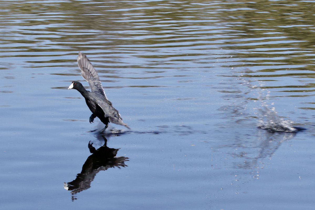 American Coot (Red-shielded) - ML314332451