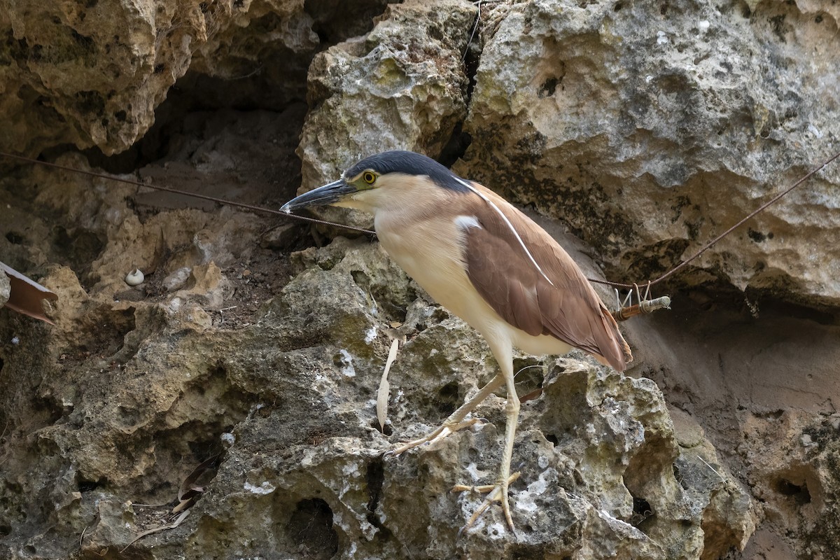 Nankeen Night Heron - ML314332541