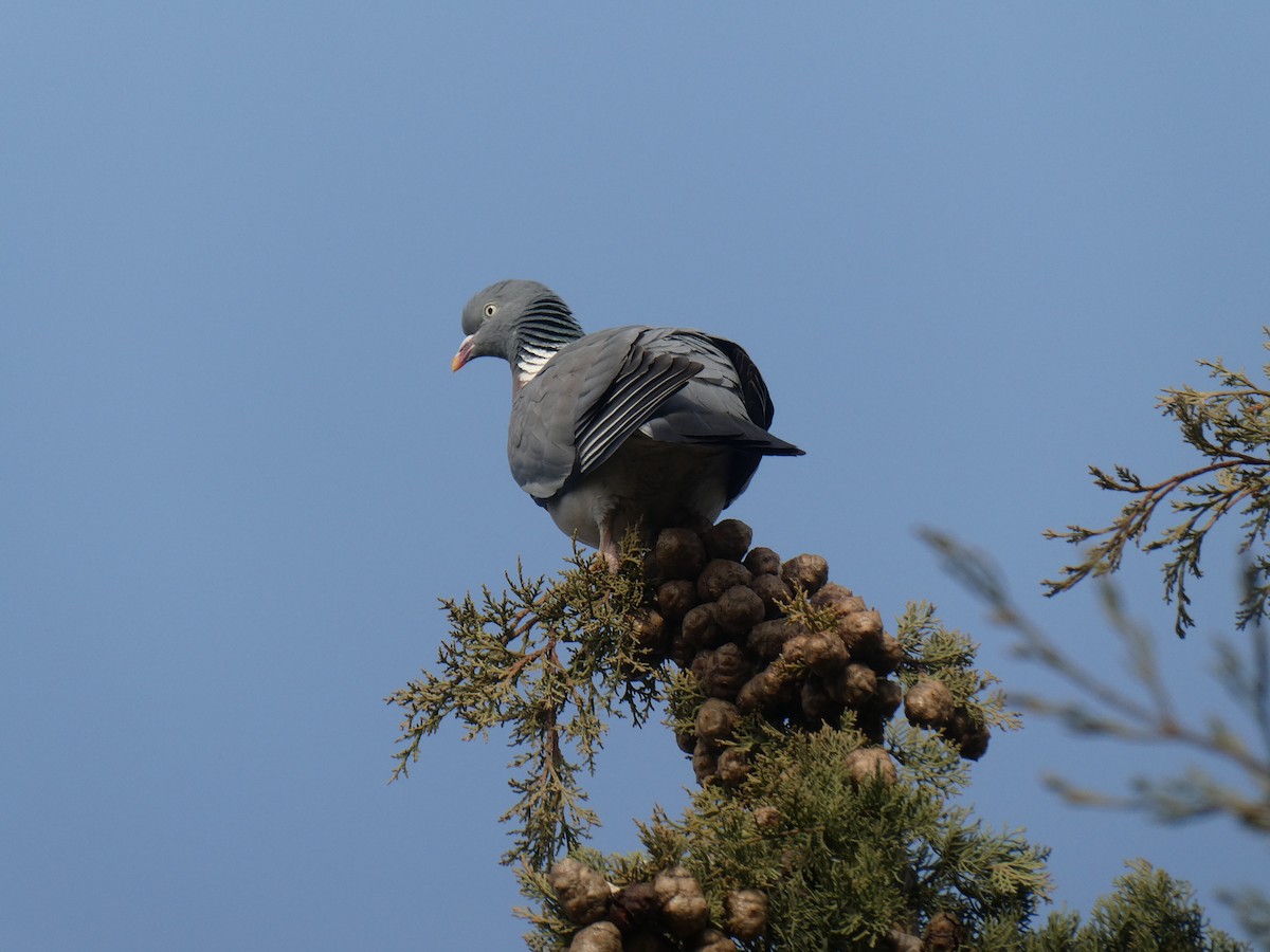 Common Wood-Pigeon - ML314333051