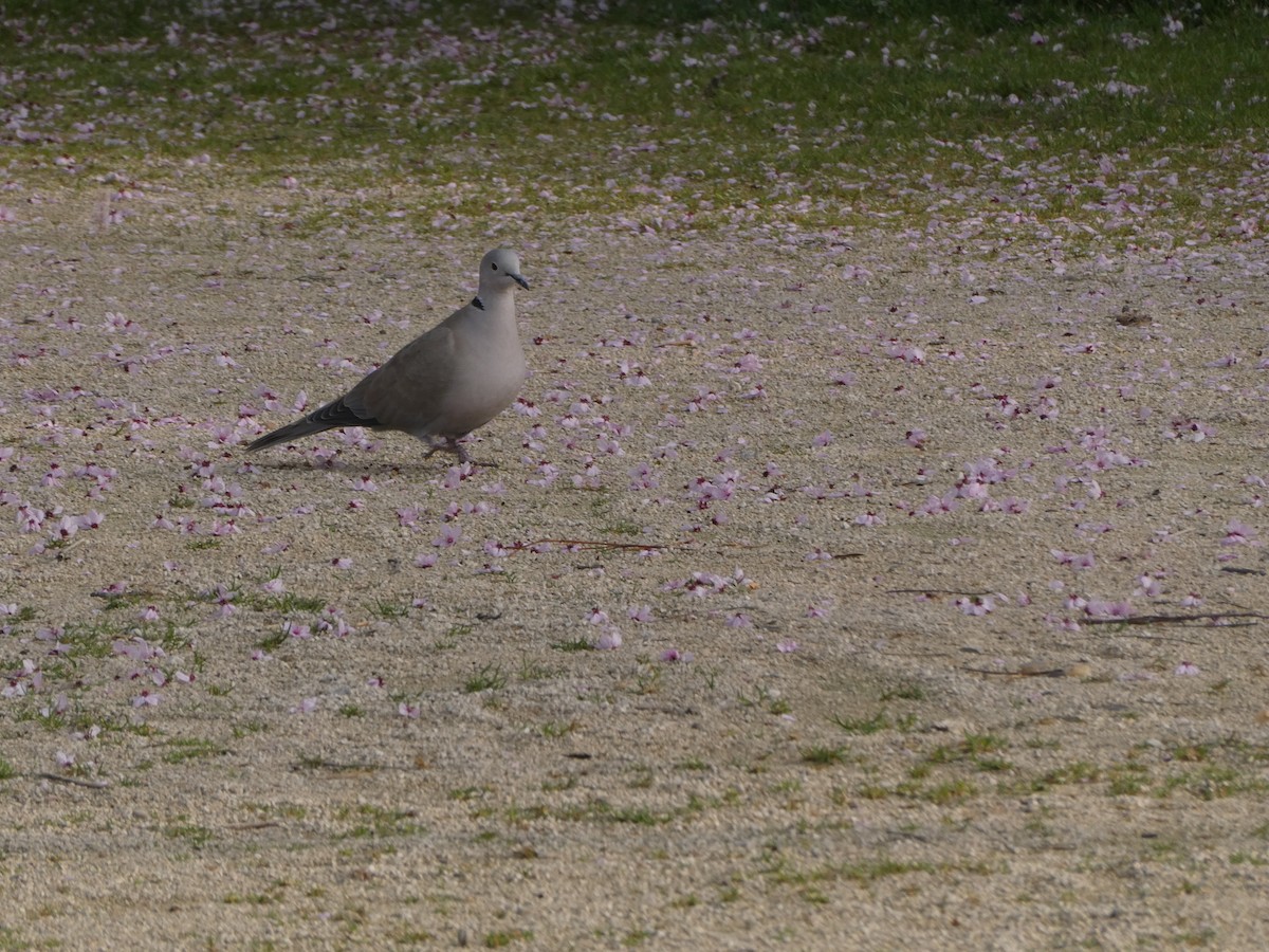 Eurasian Collared-Dove - ML314333211