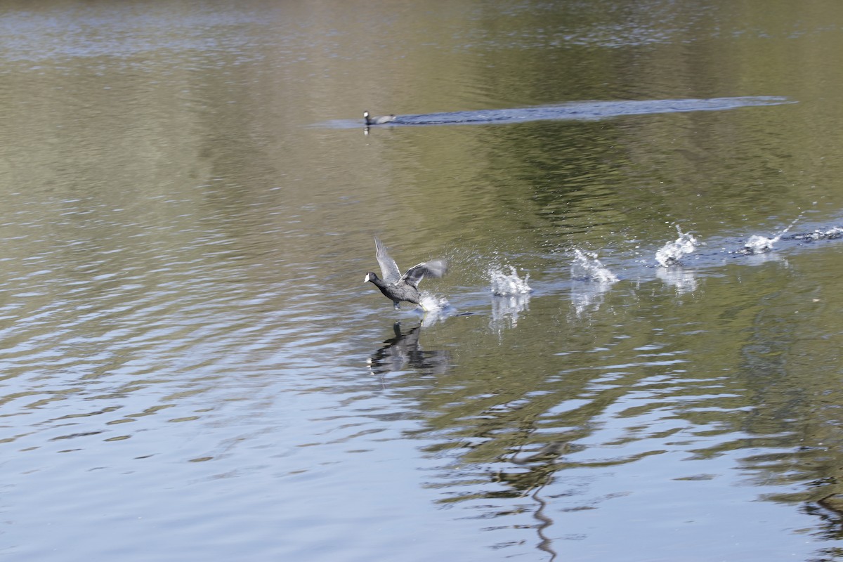 American Coot (Red-shielded) - ML314333291