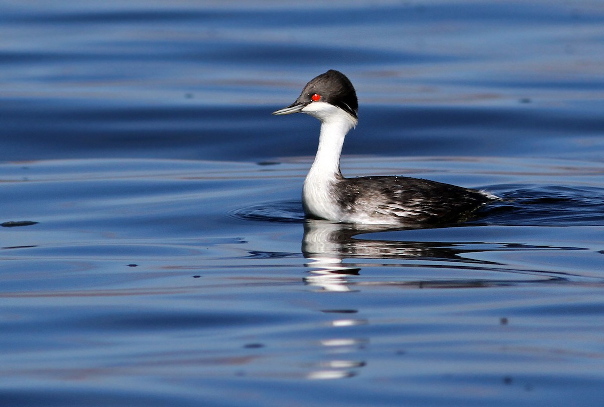 Junin Grebe - ML31433391