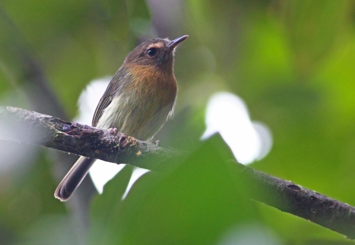 Cinnamon-breasted Tody-Tyrant - ML31434001