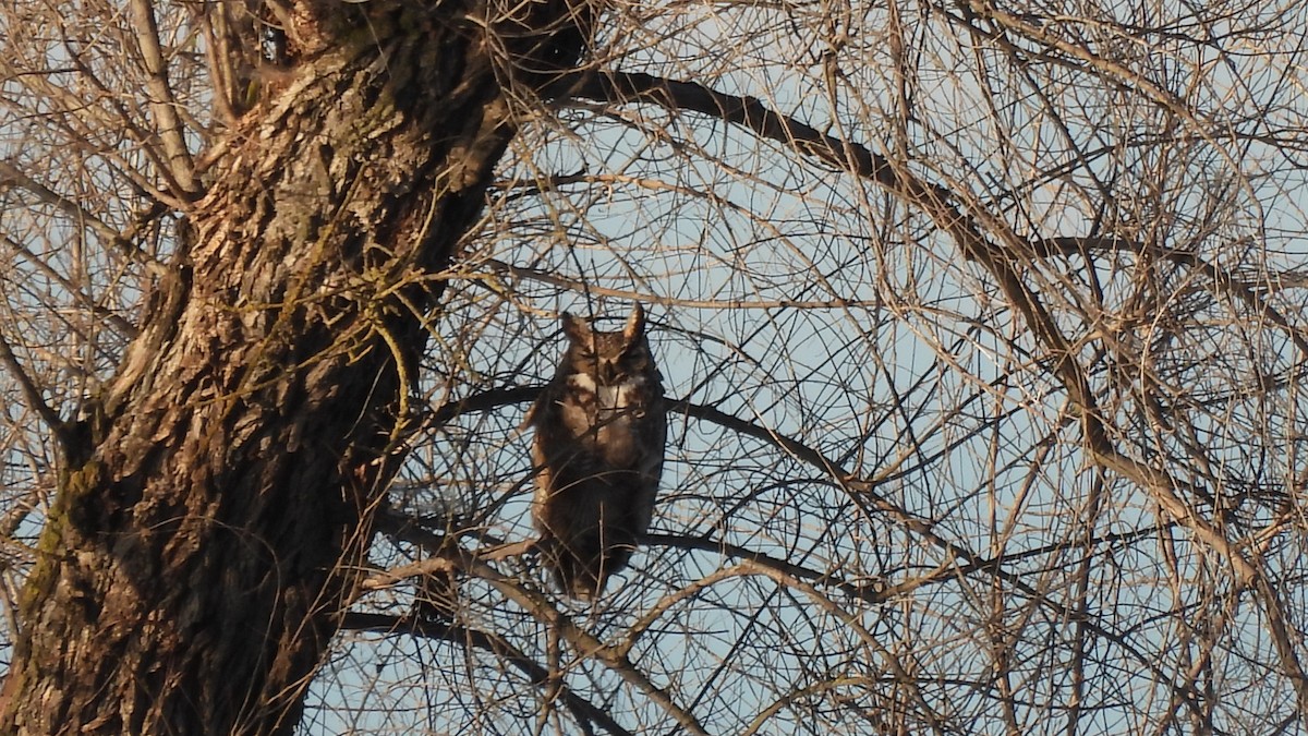 Great Horned Owl - Karen Evans