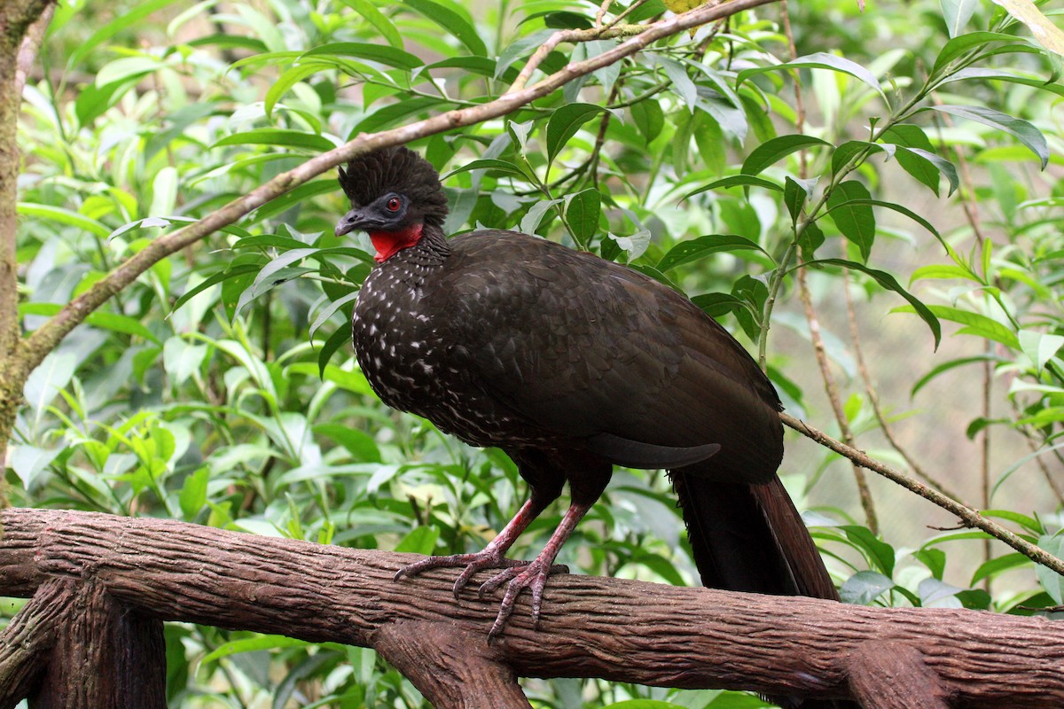 Crested Guan - ML31434411