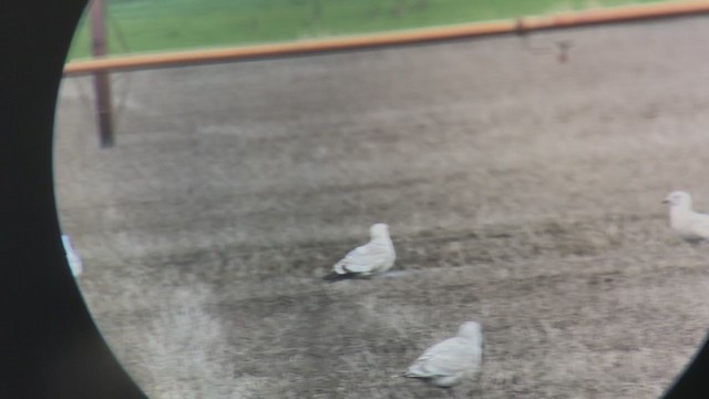 goéland sp. (Larus sp.) - ML314345051