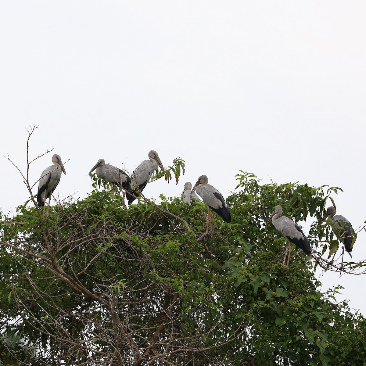 Asian Openbill - ML314347601