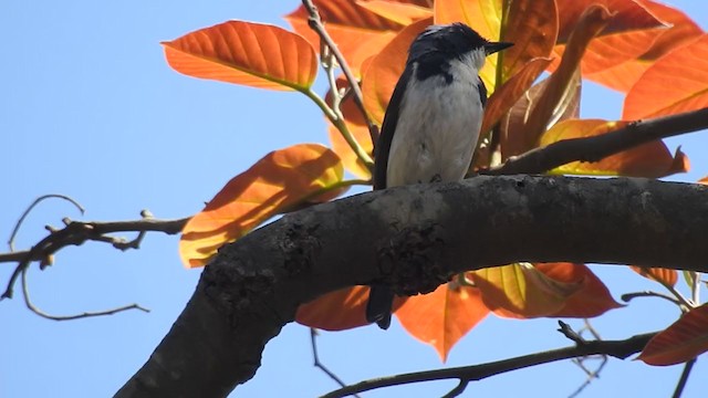 Ultramarine Flycatcher - ML314347821