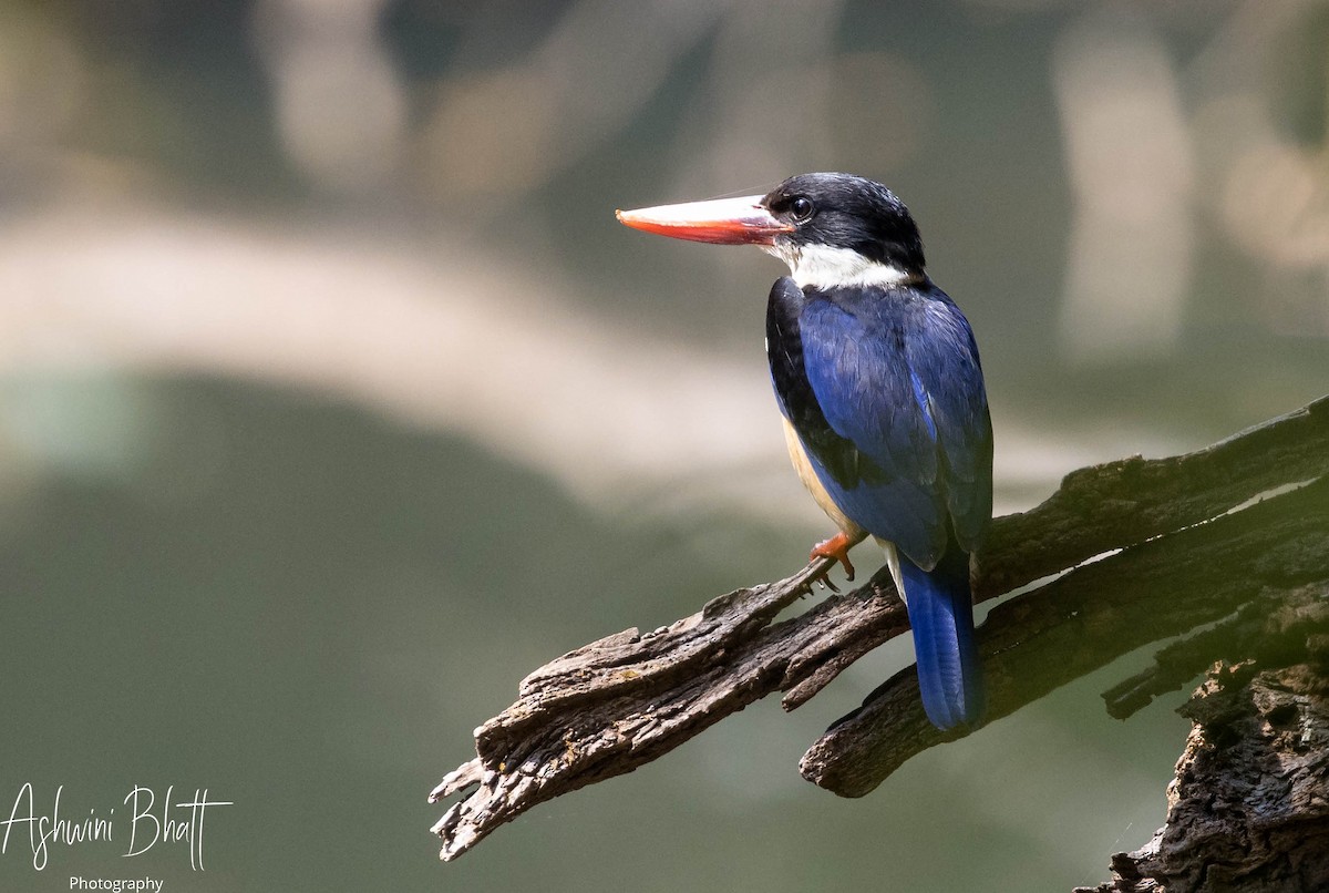 Black-capped Kingfisher - Ashwini Bhatt