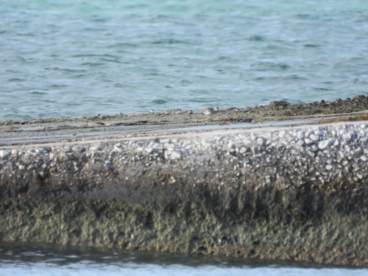 Gray-tailed/Wandering Tattler - ML314351441