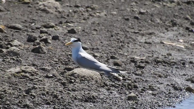 Little Tern - ML314355071