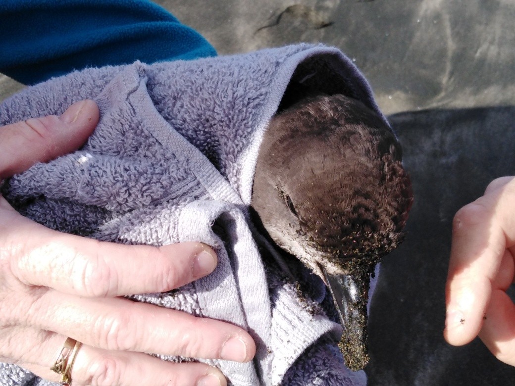 Gray-faced Petrel - Ian McLean