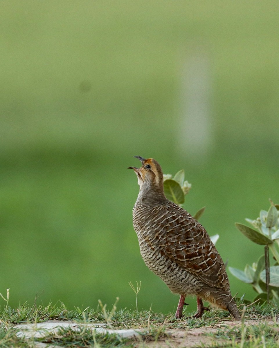 Gray Francolin - ML314357371