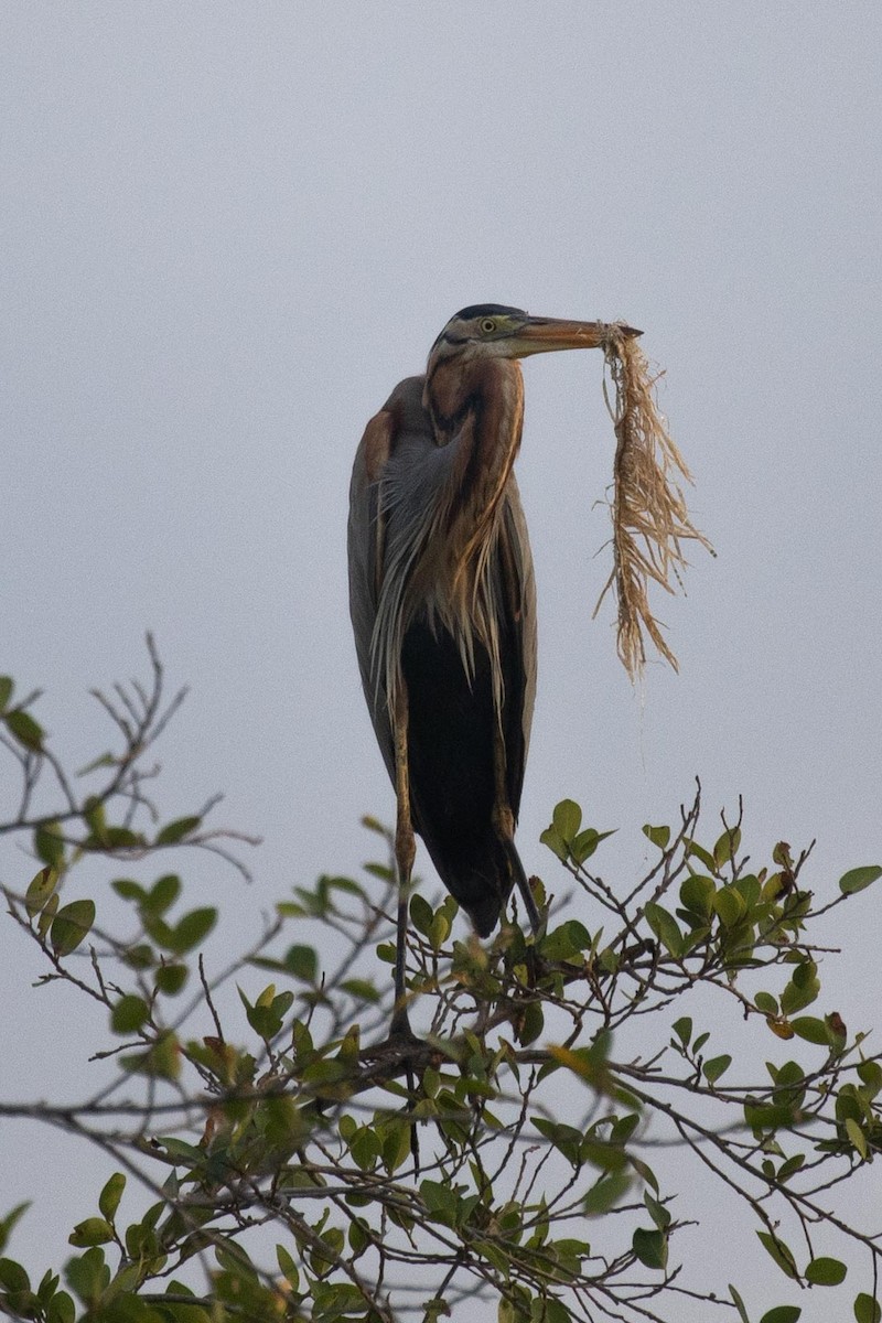 Purple Heron - ML314358441