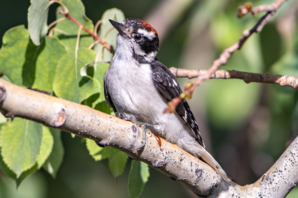 Downy Woodpecker - ML31435861