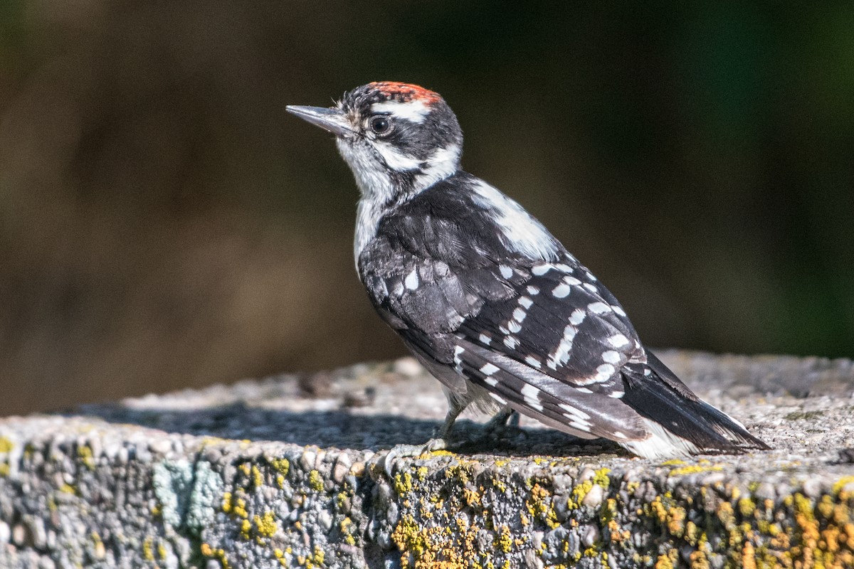 Downy Woodpecker - Jeff Langford