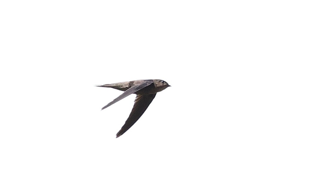 Asian Palm Swift - ML314358921