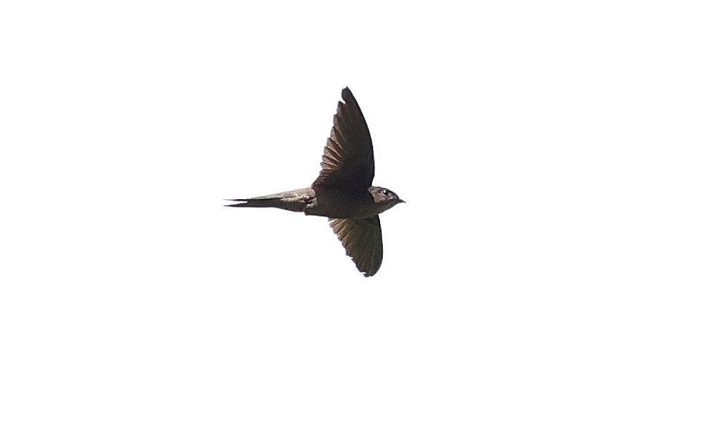 Asian Palm Swift - Yi-Fan Chen