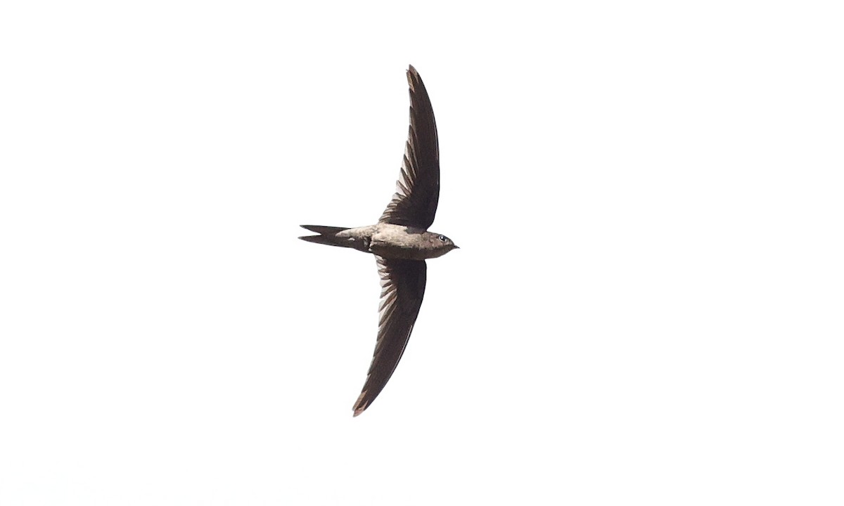 Asian Palm Swift - ML314358951