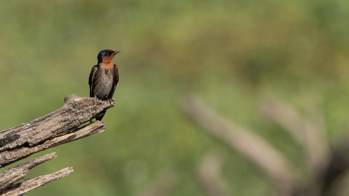 Pacific Swallow - Charmain Ang