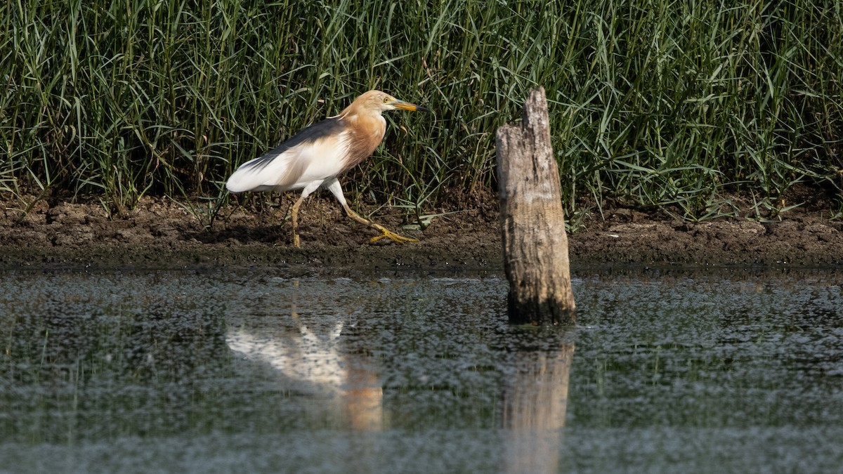 Javan Pond-Heron - ML314360201