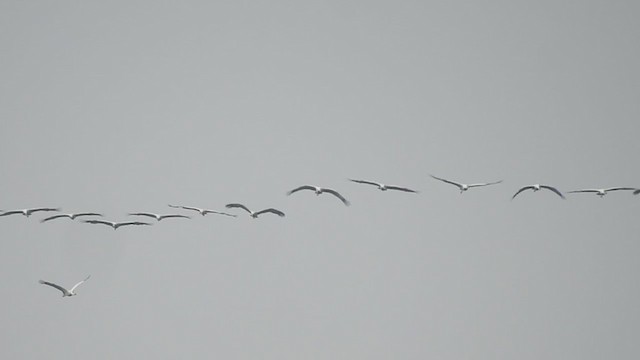 Demoiselle Crane - ML314361791