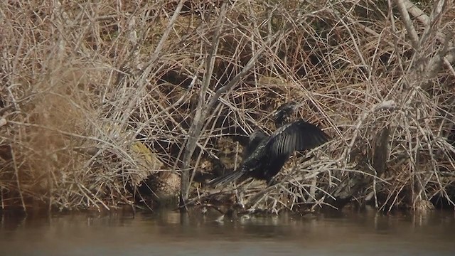 Pygmy Cormorant - ML314362251