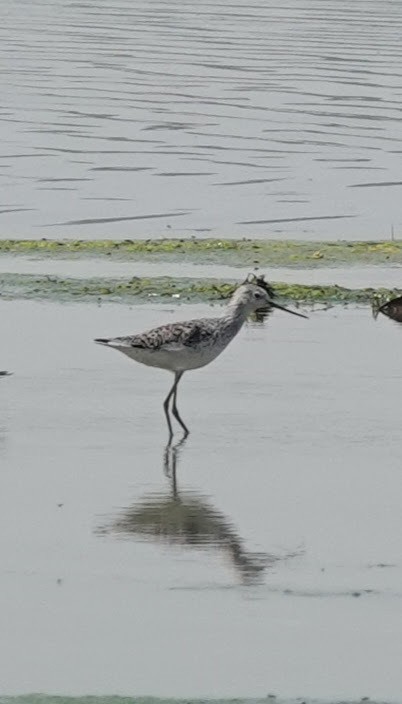 Marsh Sandpiper - Prof Chandan Singh Dalawat