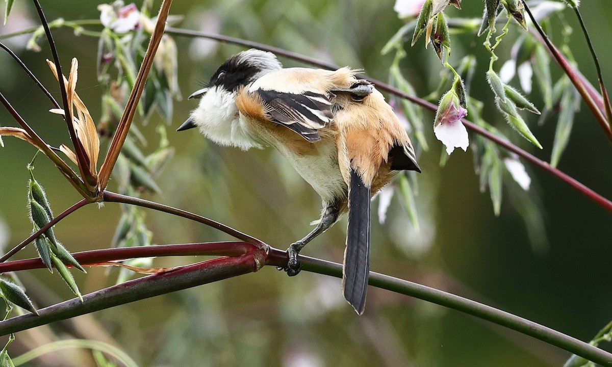 Long-tailed Shrike - ML314364241