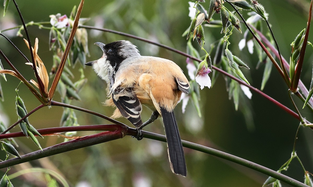 Long-tailed Shrike - ML314364261