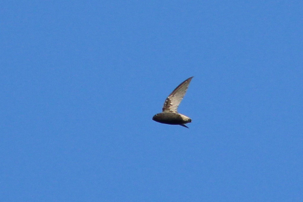 Short-tailed Swift - ML31436531