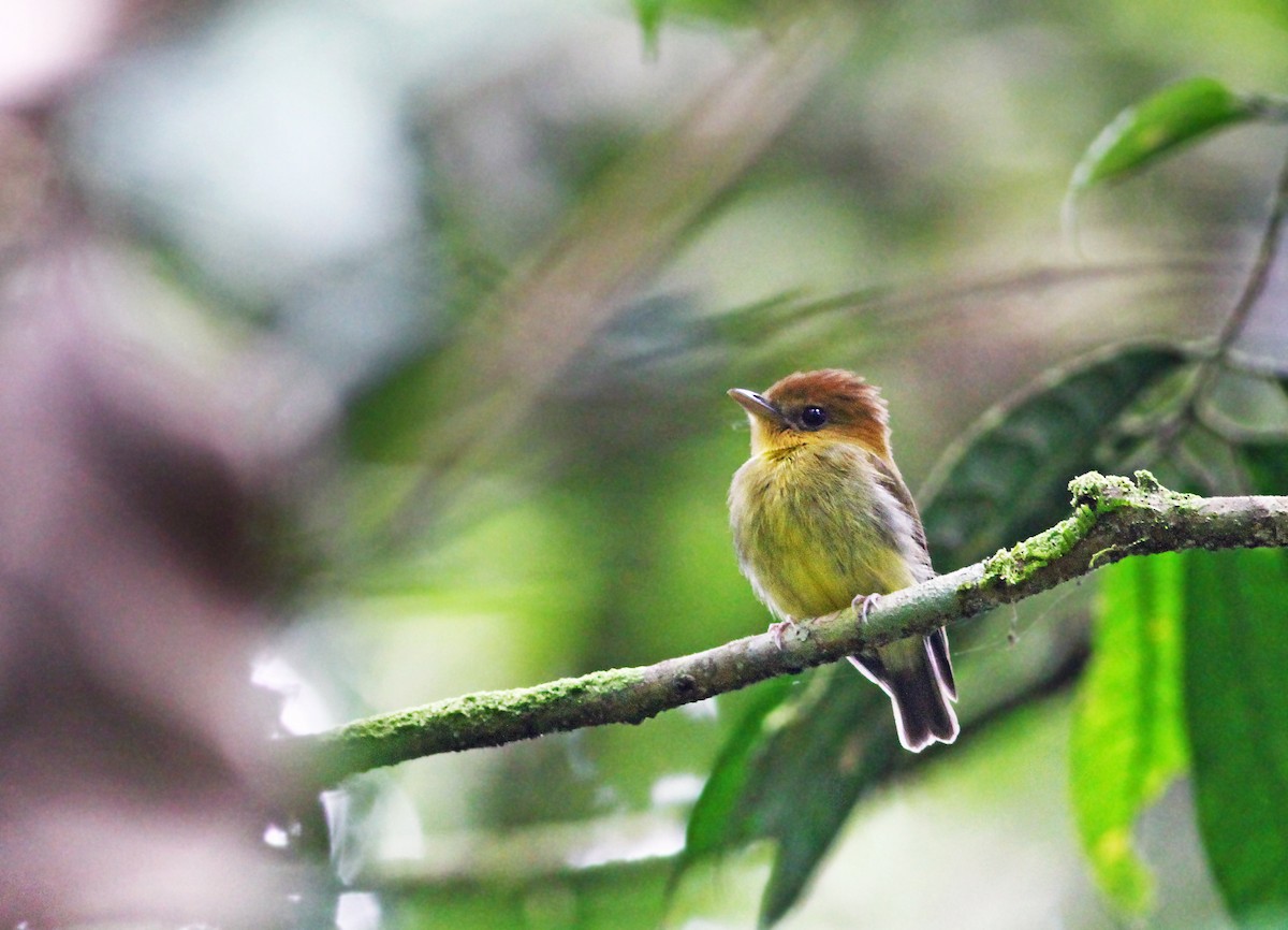 Yellow-throated Spadebill - Andrew Spencer