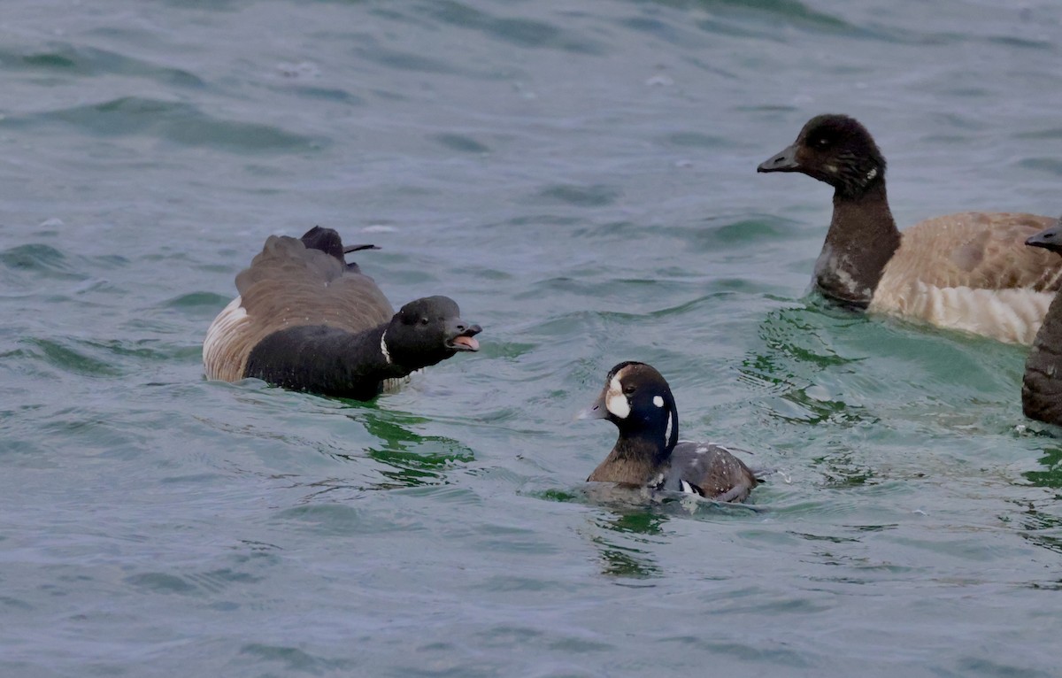 Harlequin Duck - Anne Bielamowicz