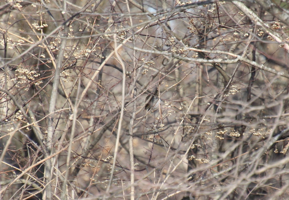 Hermit Thrush - ML314368921