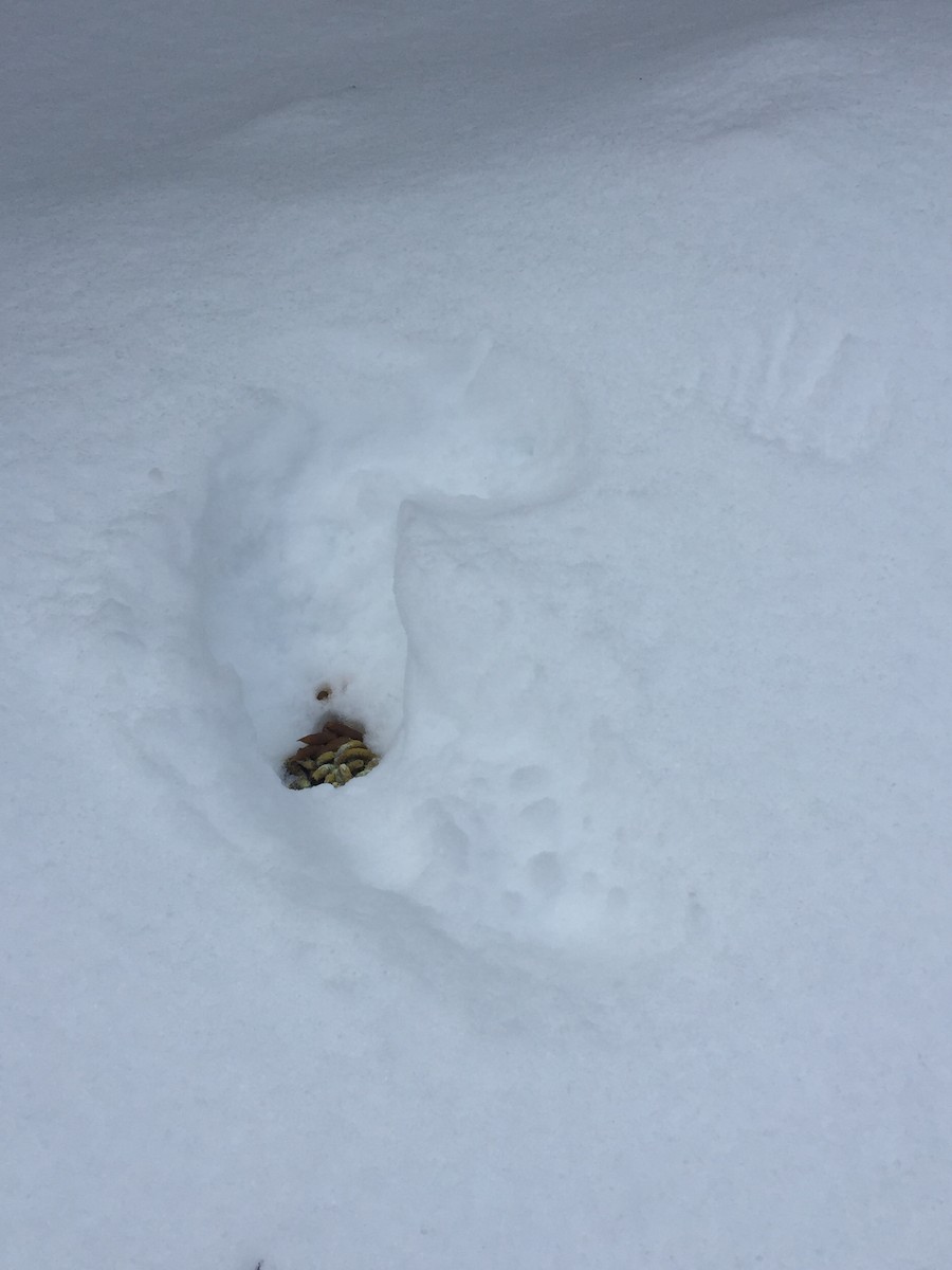 Ruffed/Spruce Grouse - Karen English