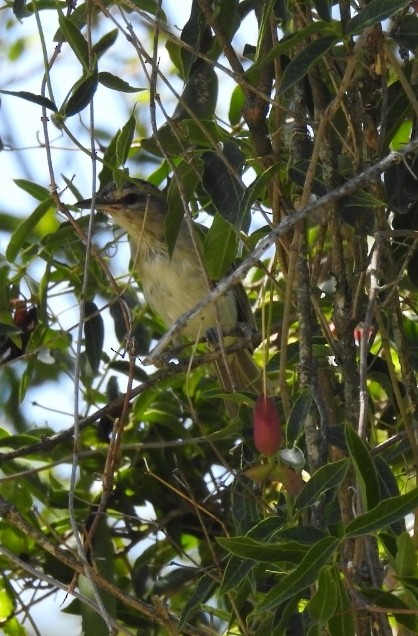 Chivi Vireo - ML314369361