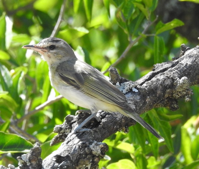 Vireo Chiví - ML314369371